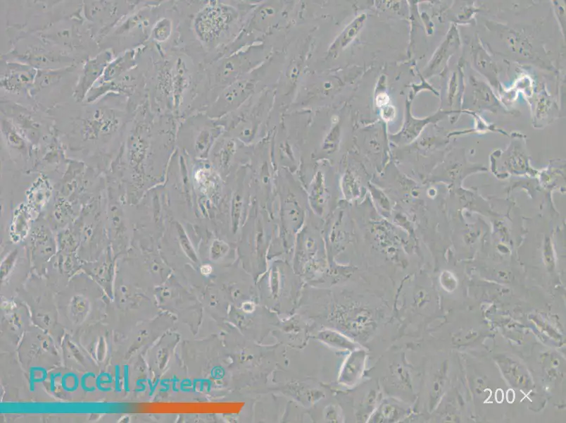 JHH-6 Cell Complete Medium - 6