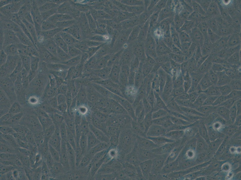 HOS Cell Complete Medium - small - 4