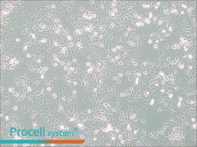 SUM149PT Cell Complete Medium - 1