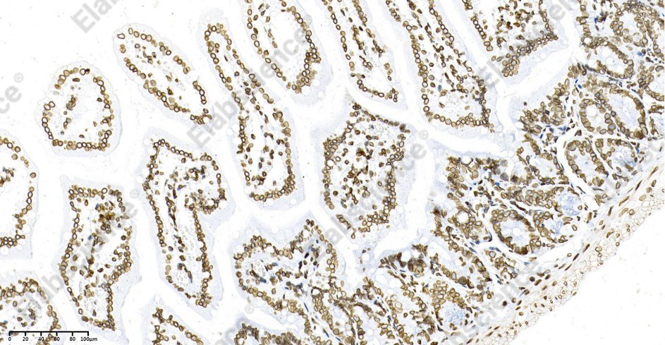 Recombinant Lamin B1 Monoclonal Antibody - 4