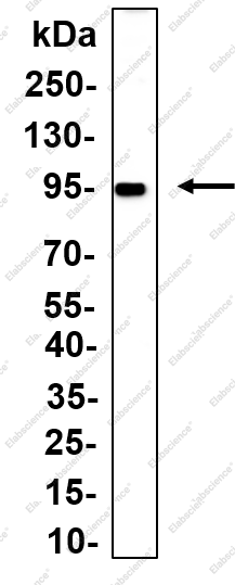 Recombinant PRLR Monoclonal Antibody - 1