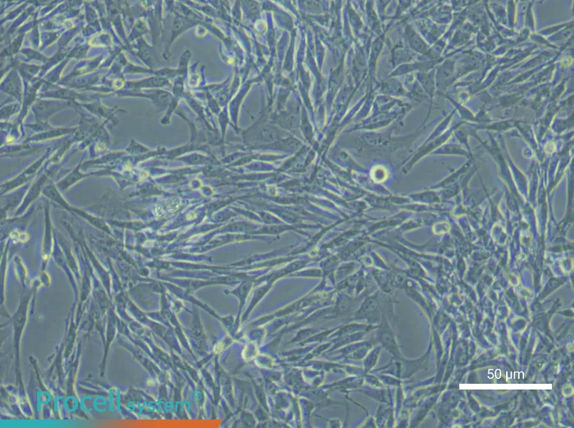Rat Tendon Stem Cell Complete Medium - small - 4