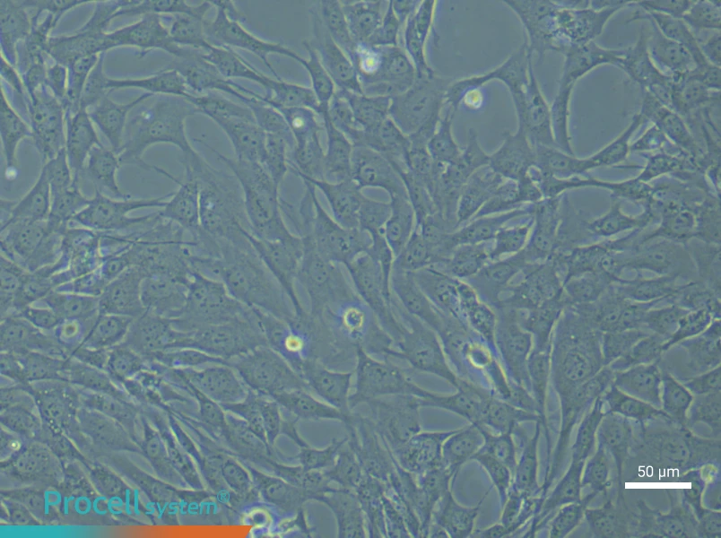 Mouse Aortic Smooth Muscle Cells (Primary cell immortalization)Mouse Aortic Smooth Muscle Cells (Primary cell immortalization) - 5