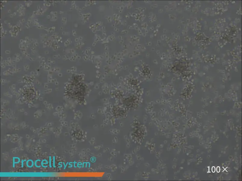 U-2932 Cell Complete Medium - 1