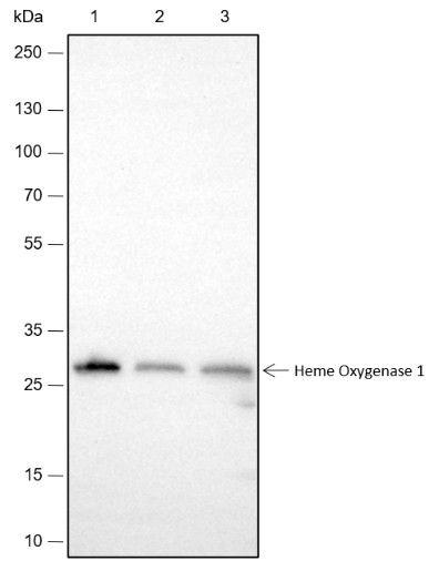 Recombinant Heme Oxygenase 1 Monoclonal Antibody-searchlist-1