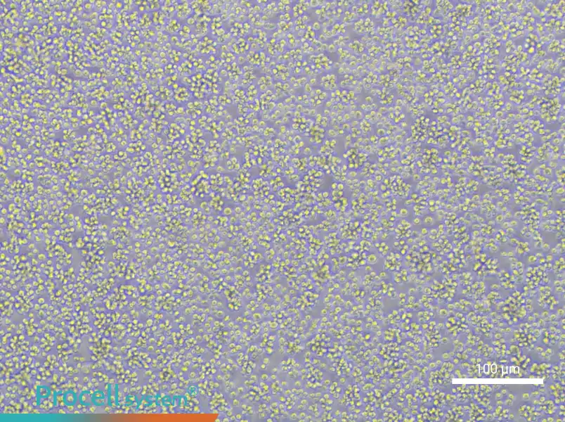 Karpas-422 Cell Complete MediumKarpas-422 Cell Complete Medium - 2