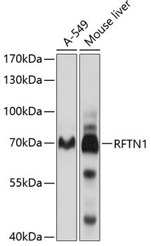 Western blot analysis of extracts of various cell lines using RFTN1 Polyclonal Antibody at 1:1000 dilution.