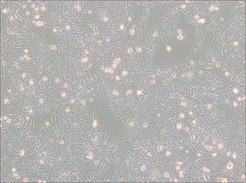 TTA1 Cell Complete MediumTTA1 Cell Complete Medium - 2