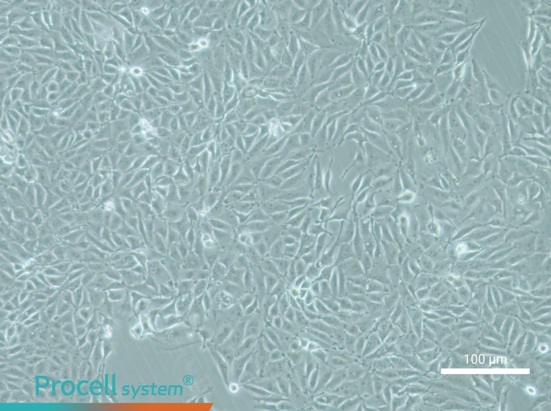 IPEC-J2 Cell Complete Medium - 1