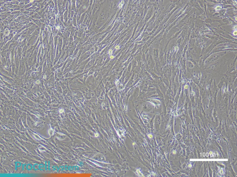 Mouse Gastric Smooth Muscle Cell Complete Medium - 2