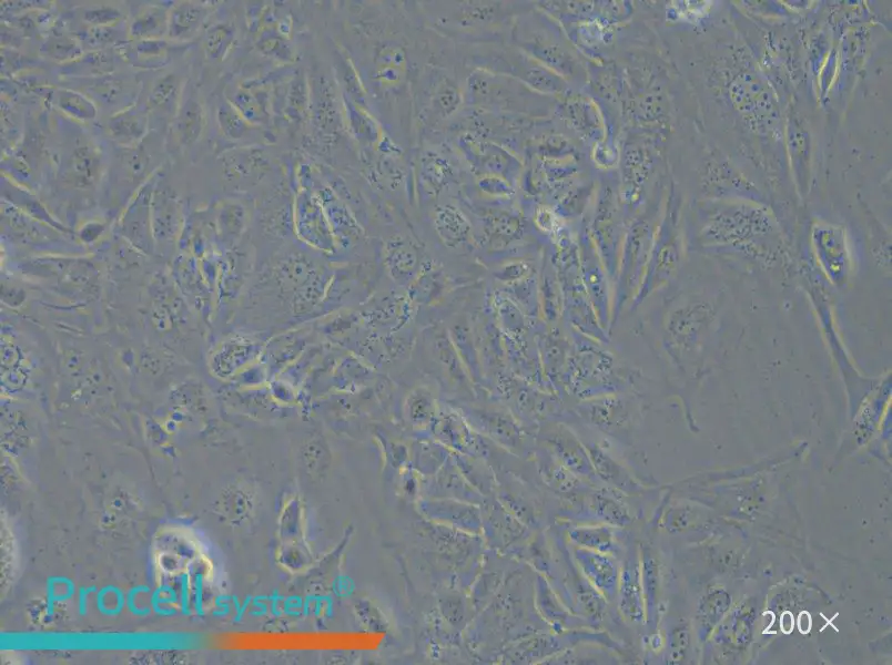 COV362 Cell Complete Medium - 6