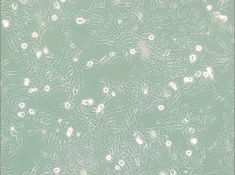 KMH-2 Cell Complete Medium - 2
