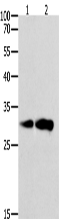 Western Blot analysis of K562 and NIH/3T3 cell using CAPNS1 Polyclonal Antibody at dilution of 1:800