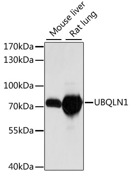 Western blot analysis of extracts of various cell lines using UBQLN1 Polyclonal Antibody at dilution of 1:1000.