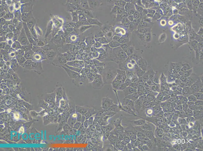 HPAC Cell Complete Medium - small - 4