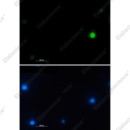 Recombinant Histone H2A.X Monoclonal Antibody - 3