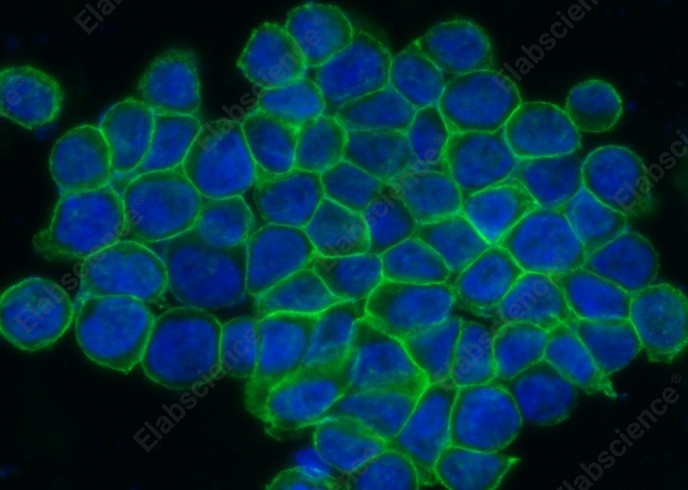 ENPP7 Monoclonal Antibody - 1