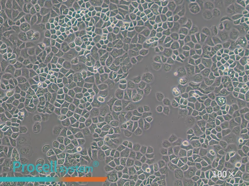 SW-13 (L15) Cell Complete MediumSW-13 (L15) Cell Complete Medium - 3
