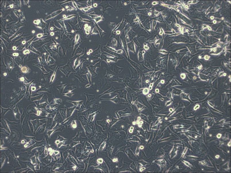 Malme-3M Cell Complete Medium - 3