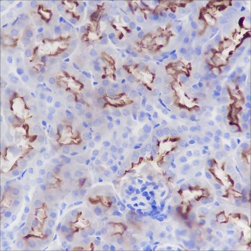 Recombinant CD13 Monoclonal Antibody - small - 4