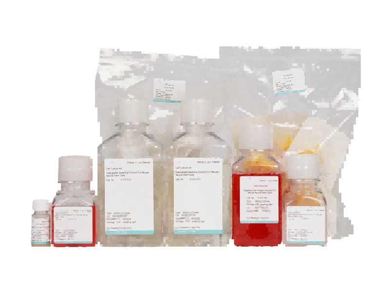 Mouse Neural Stem Cell Isolation and Culture KitMouse Neural Stem Cell Isolation and Culture Kit - 2