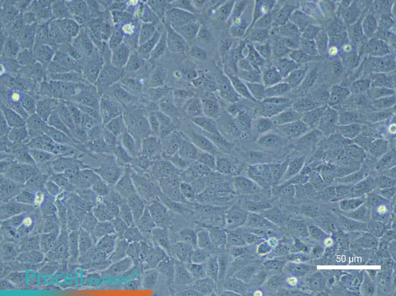 Human Small Intestine Mucosal Epithelial Cell Complete Medium - small - 6