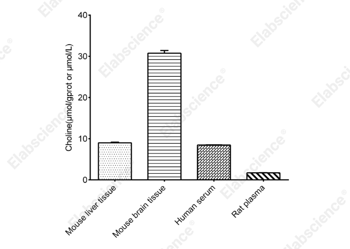 Choline/Acetylcholine Fluorometric Assay Kit - 2