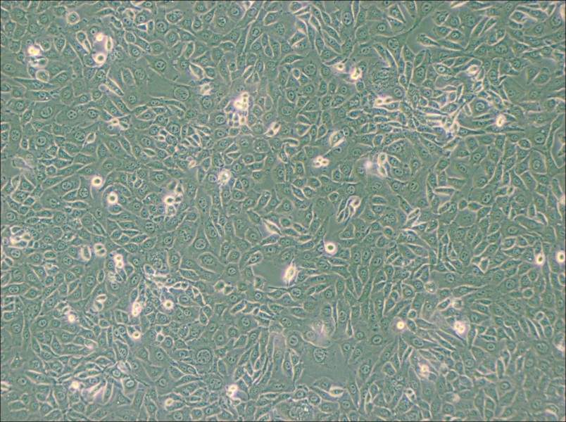 EMT6 [EMT-6] Cell Complete Medium - 3