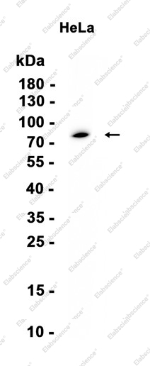 Recombinant CD204 Monoclonal Antibody - 1