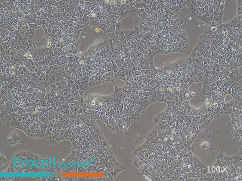 A-431 Cell Complete Medium - 3