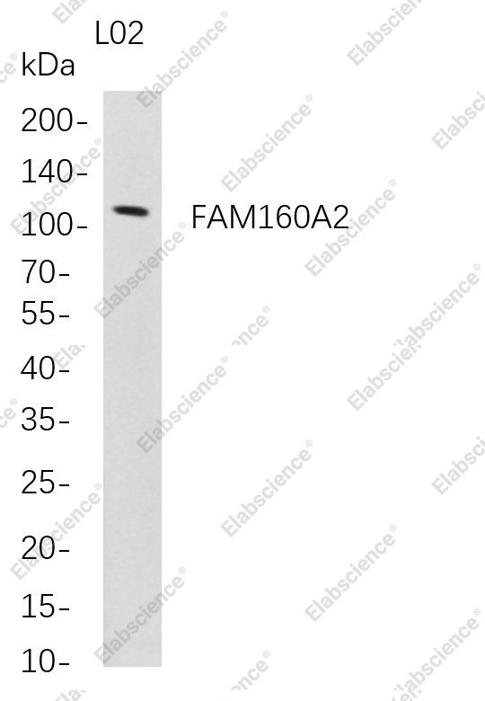 Recombinant FAM160A2 Monoclonal Antibody - 1