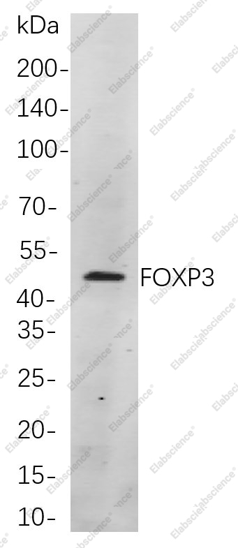 Recombinant FOXP3 Monoclonal Antibody - 1