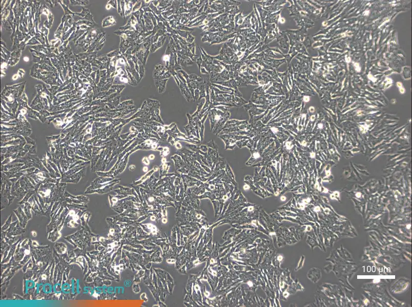 Y1 [Y-1] Cell Complete Medium - 2