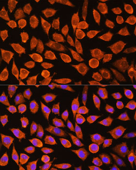 Immunofluorescence analysis of L929 cells using PDXP Polyclonal Antibody at dilution of 1:100. Blue: DAPI for nuclear staining.