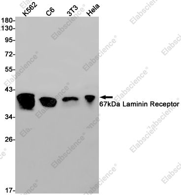 Recombinant 67kDa Laminin Receptor Monoclonal Antibody - 1