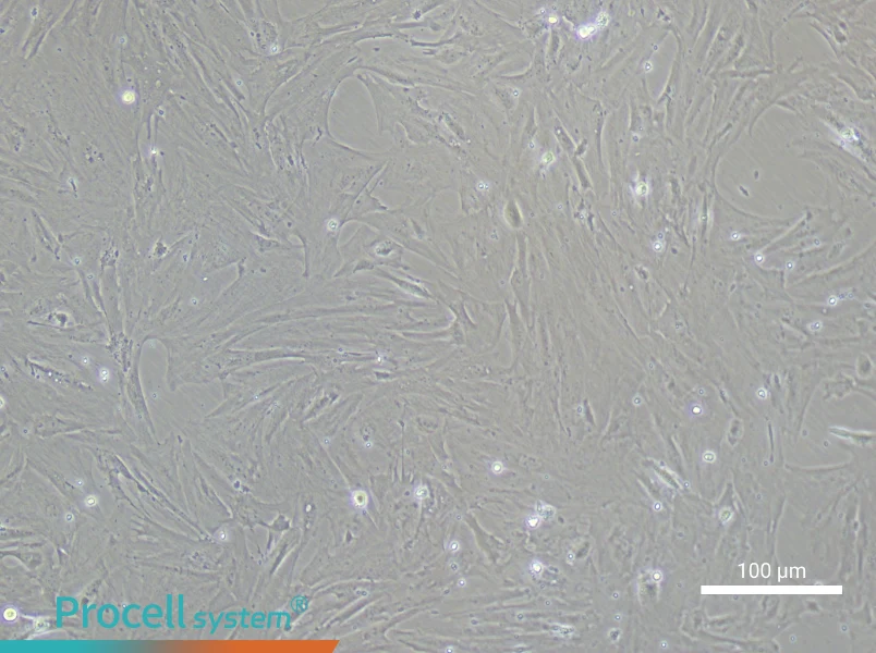 Rat Testicular Leydig Cell Complete MediumRat Testicular Leydig Cell Complete Medium - 3