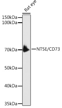 Western blot analysis of extracts of Rat eye using CD73/NT5E Polyclonal Antibody at 1:1000 dilution.