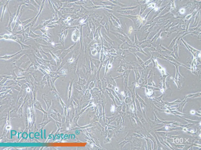 SK-LMS-1 Cell Complete MediumSK-LMS-1 Cell Complete Medium - 3