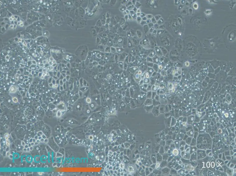 HARA-B Cell Complete Medium - 1