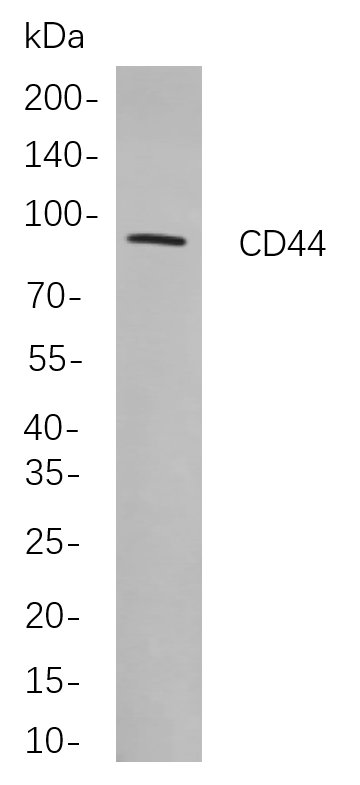 Recombinant CD44 Monoclonal Antibody-searchlist-1