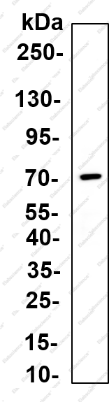 Recombinant EFP Monoclonal Antibody - 4
