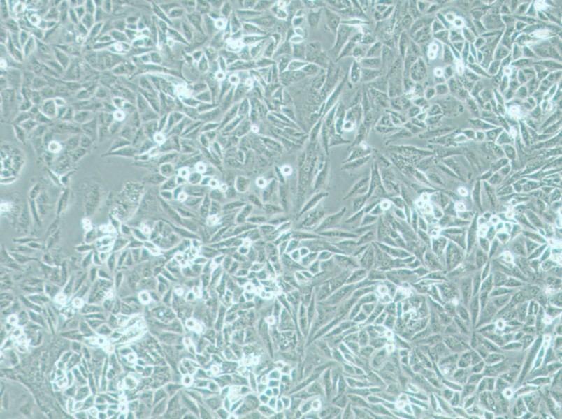 PSN1 Cell Complete MediumPSN1 Cell Complete Medium - 2