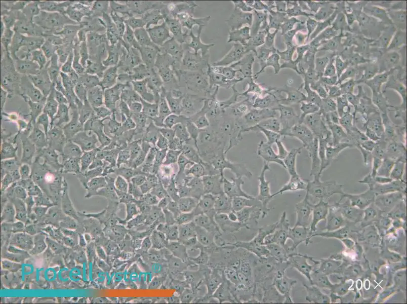 PA-1 Cell Complete Medium - small - 6