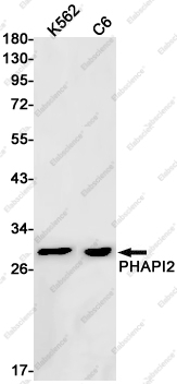 Recombinant PHAPI2 Monoclonal Antibody - 1