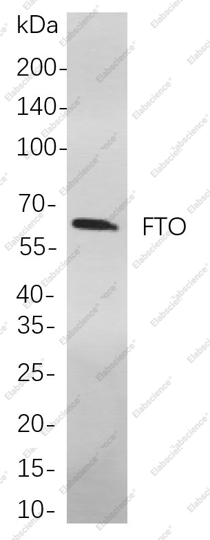 Recombinant FTO Monoclonal Antibody - 1