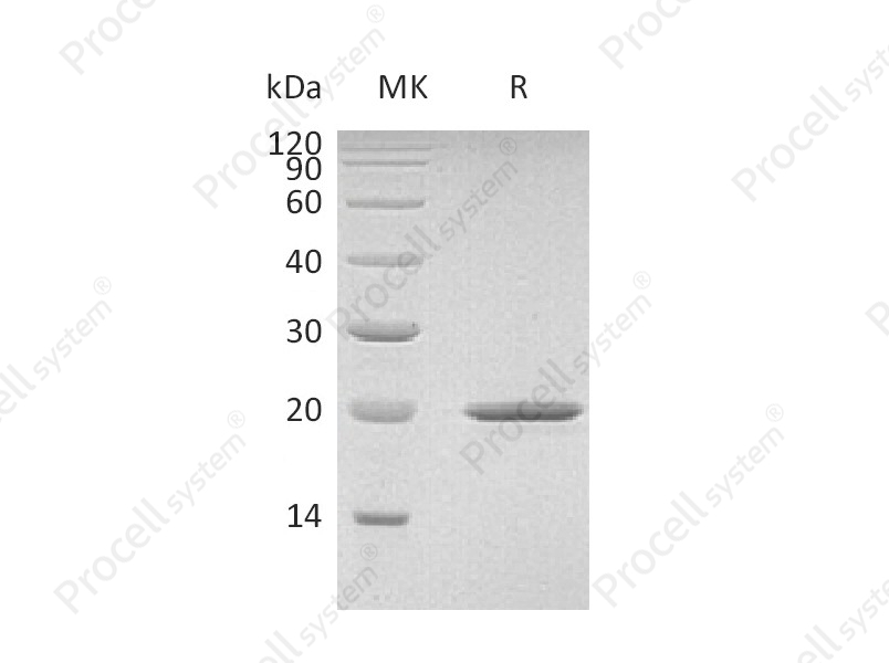 SHH, Mouse, Recombinant
