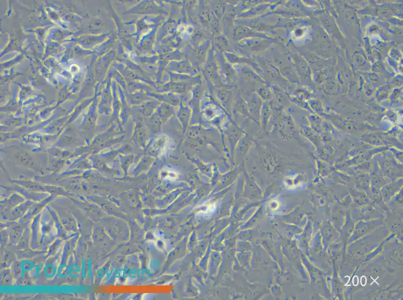 U251 Cell Complete Medium - small - 5