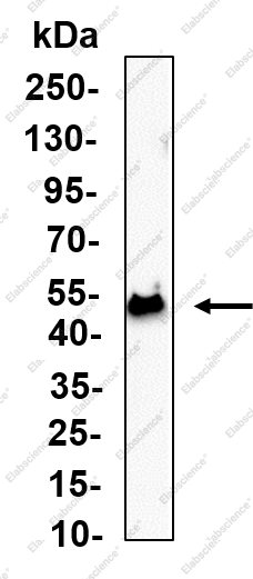 Recombinant TRAP Monoclonal Antibody - 1