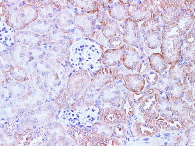 Purified Anti-Human CD163 Antibody[GHI/61]-产品推荐-1