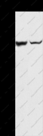 SLC25A13 Polyclonal Antibody - 1